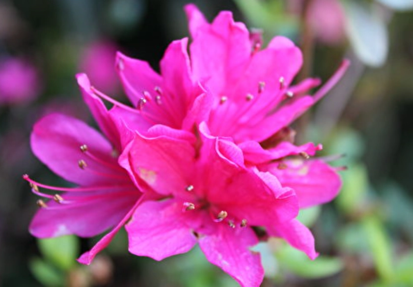 路邊紅色花種類