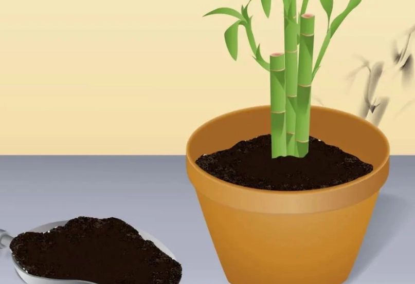 富貴竹養護技巧 富貴竹養護技巧