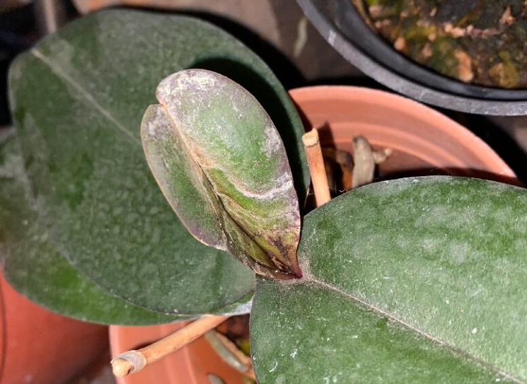 蝴蝶蘭養護 蝴蝶蘭養護