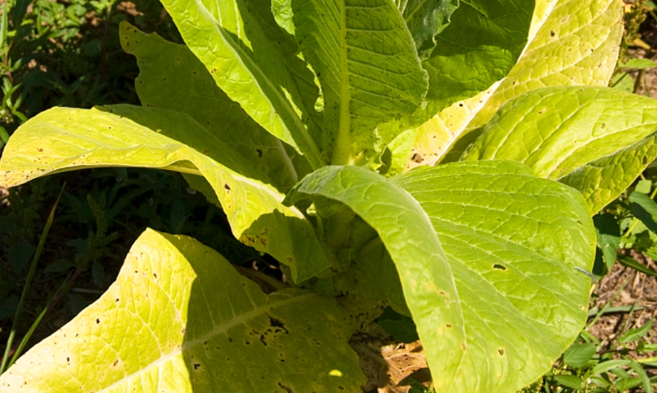 葉黃病症狀 葉黃病症狀