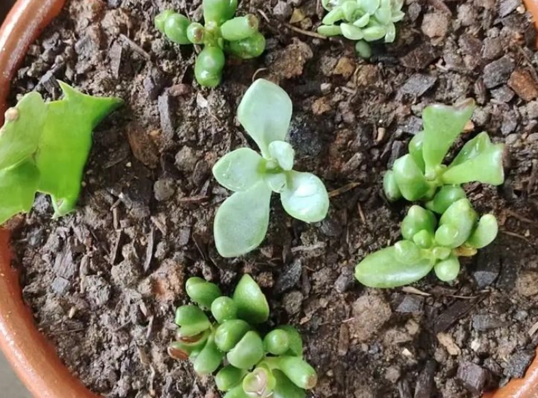 夏天多肉养护 夏天多肉养护