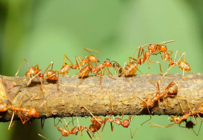 夢境心理學 夢境心理學