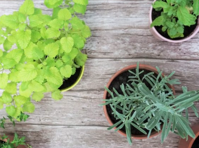 可食用盆栽推薦