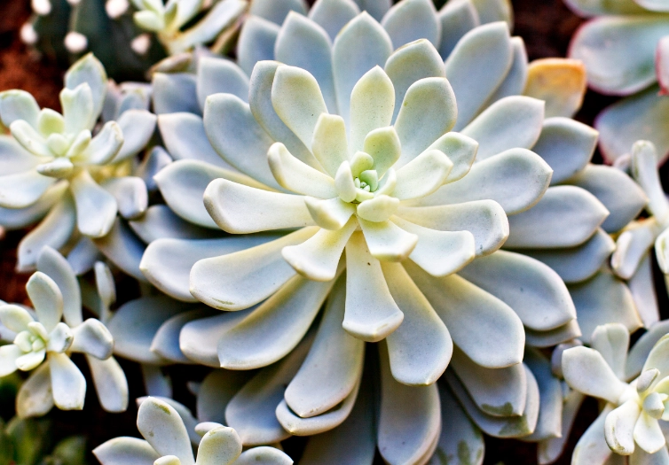 多肉植物多久浇水一次