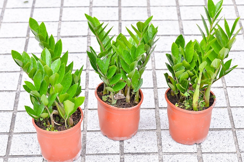 金錢樹介質配方 金錢樹介質配方