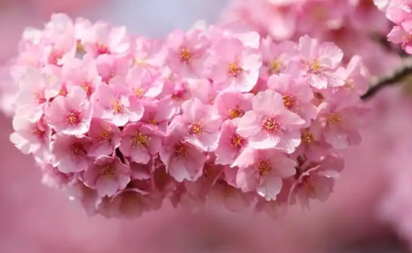 台灣公園花卉 台灣公園花卉