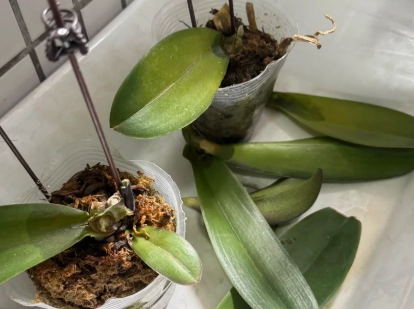 蝴蝶蘭葉子掉落 蝴蝶蘭葉子掉落