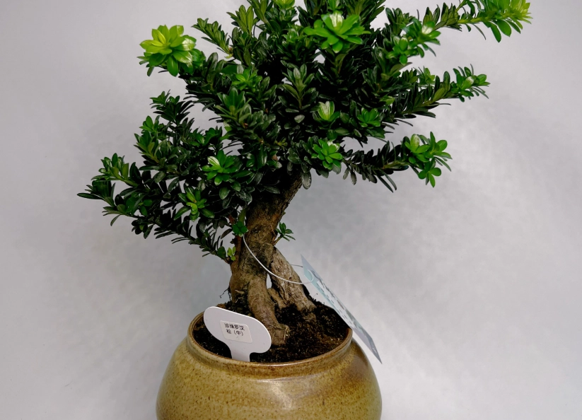 羅漢松澆水方法