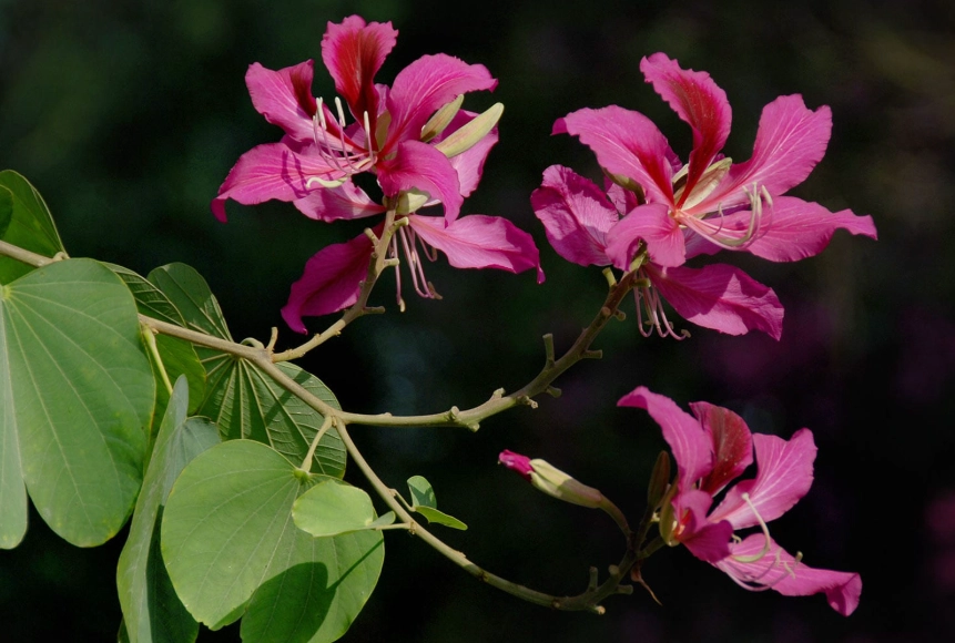 台灣公園花卉 台灣公園花卉