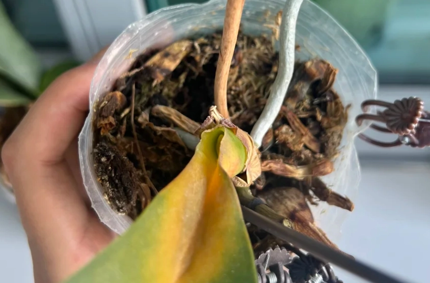 蝴蝶蘭葉子掉落 蝴蝶蘭葉子掉落