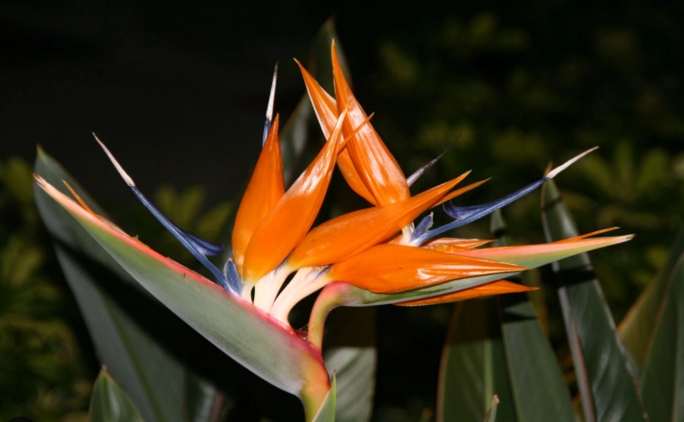 天堂鳥健康好處