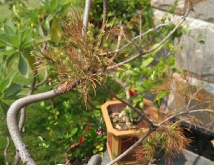 松樹枯枝處理 松樹枯枝處理