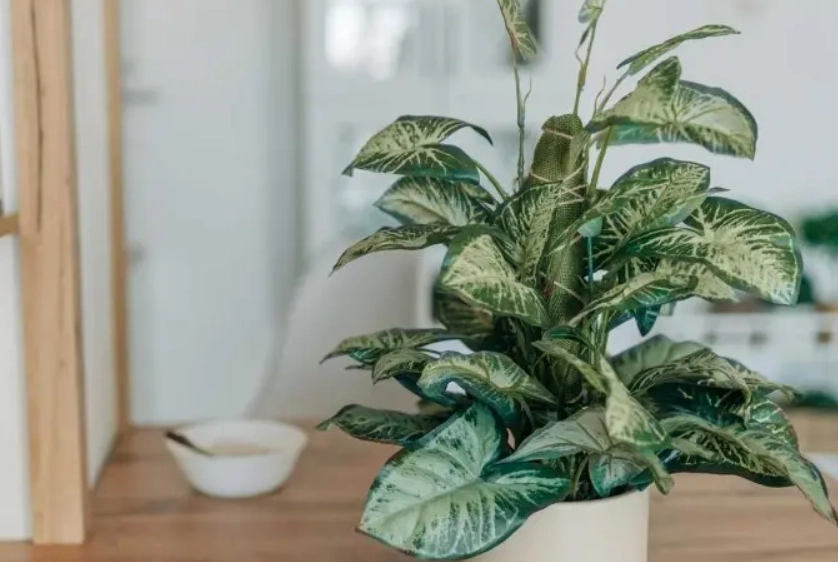 辦公室植物風水 辦公室植物風水