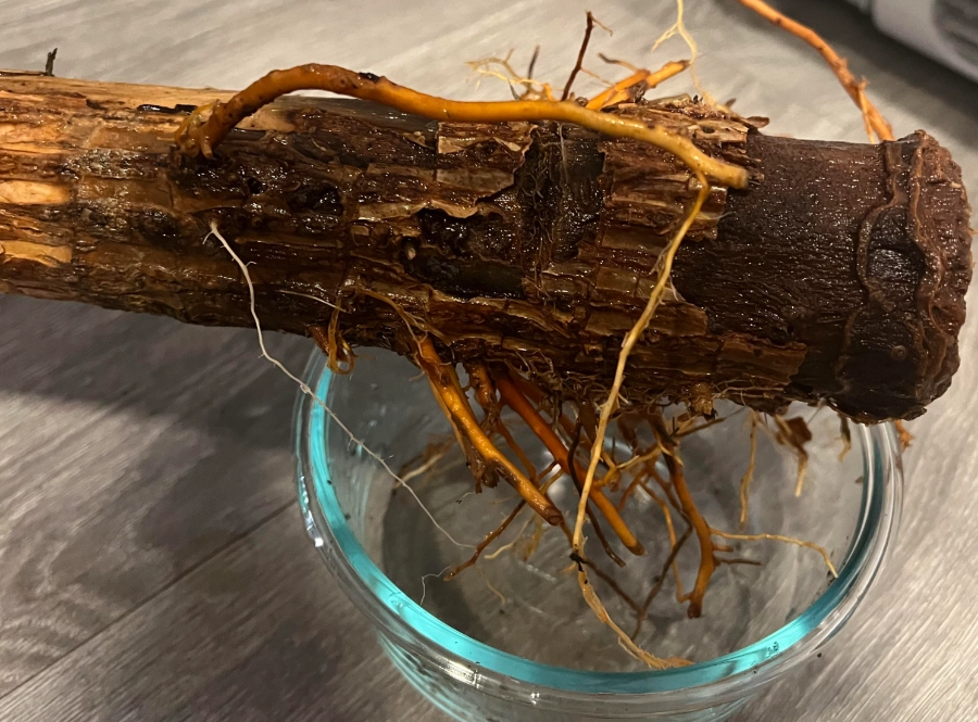 水耕富貴竹爛根處理 水耕富貴竹爛根處理