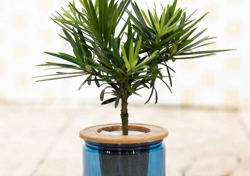 羅漢松照顧技巧