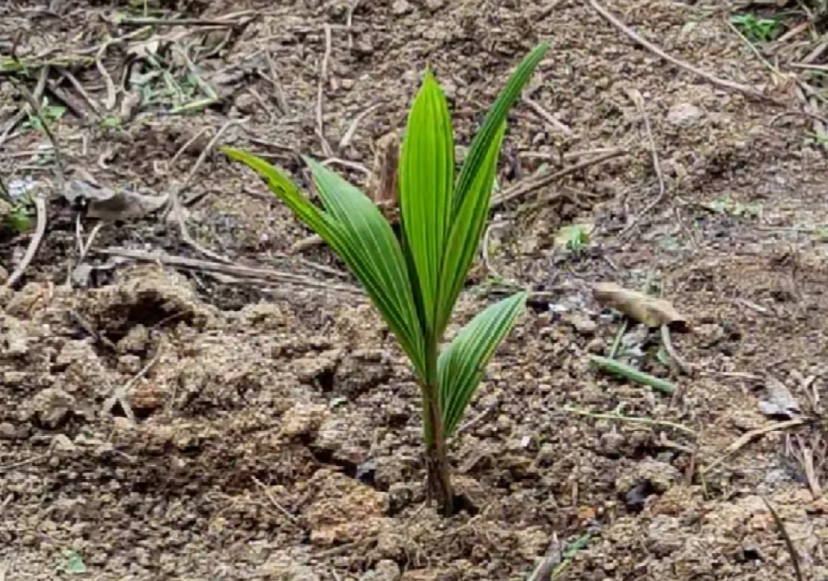 椰子树栽培技巧 椰子树栽培技巧