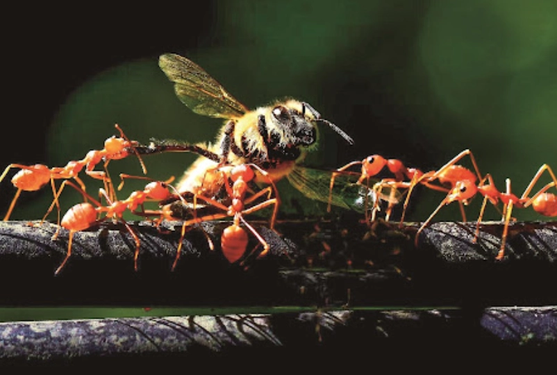 夢見螞蟻搬家解夢 夢見螞蟻搬家解夢