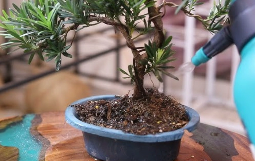 赤玉土栽培 赤玉土栽培