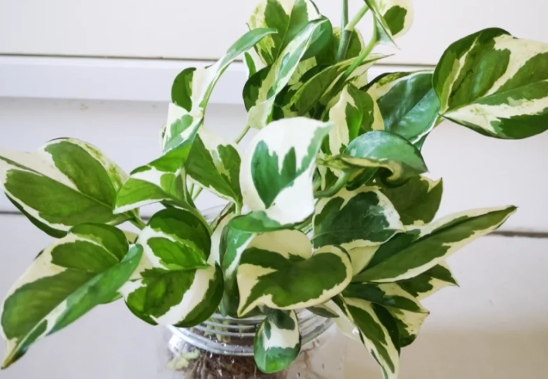 低光照植物照顧 低光照植物照顧