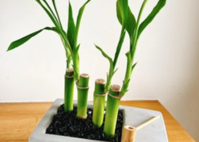 開運竹種植方法 開運竹種植方法