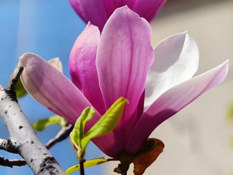 玉蘭花開花次數 玉蘭花開花次數