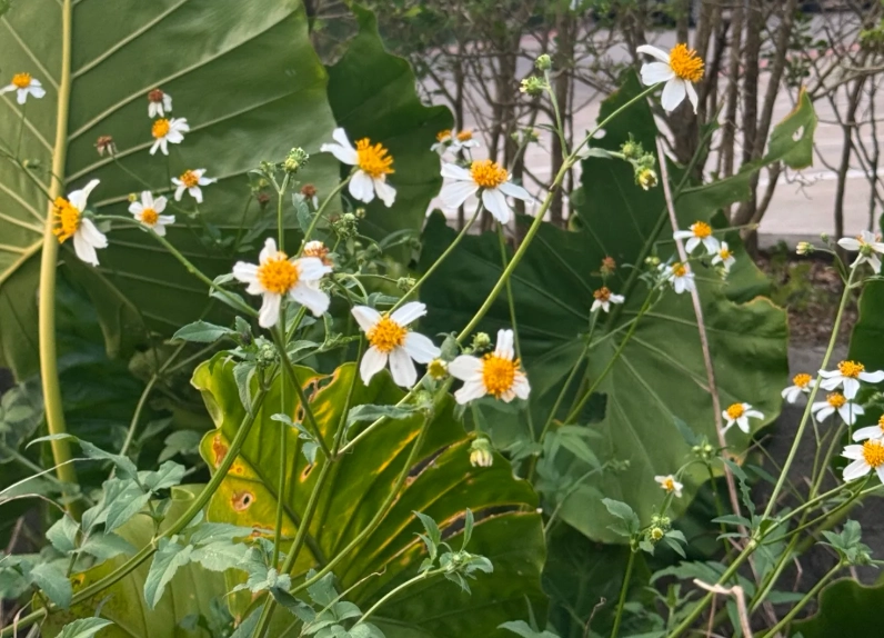 路邊花草識別 路邊花草識別
