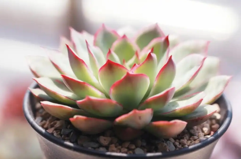 多肉植物種植方法 多肉植物種植方法