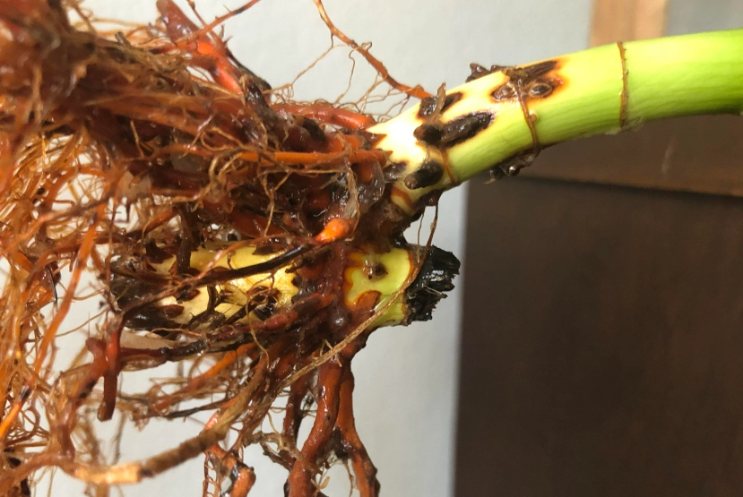 富貴竹根部腐爛 富貴竹根部腐爛