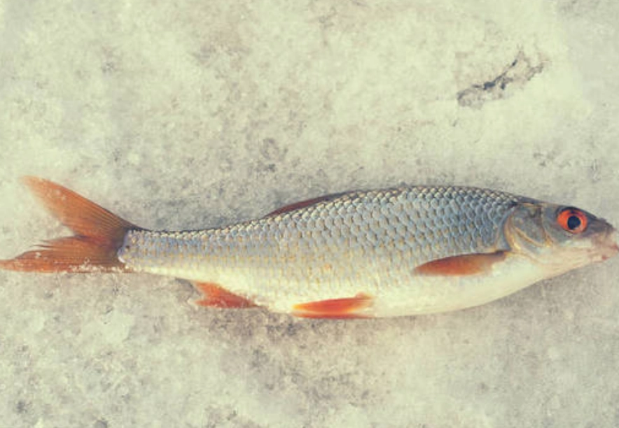 夢見魚在地上解夢