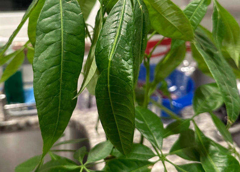 發財樹養護 發財樹養護