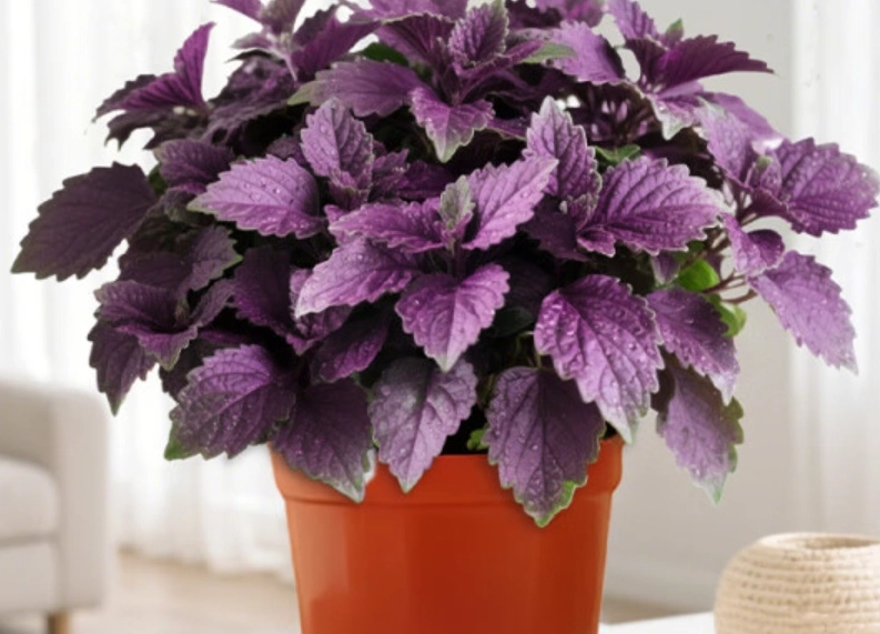 可食用盆栽推薦