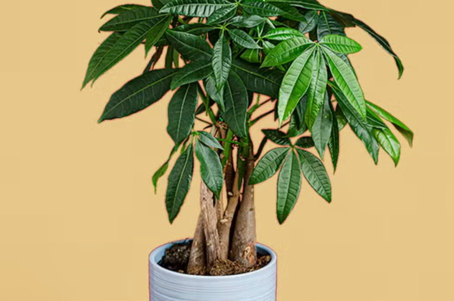 發財樹修剪 發財樹修剪