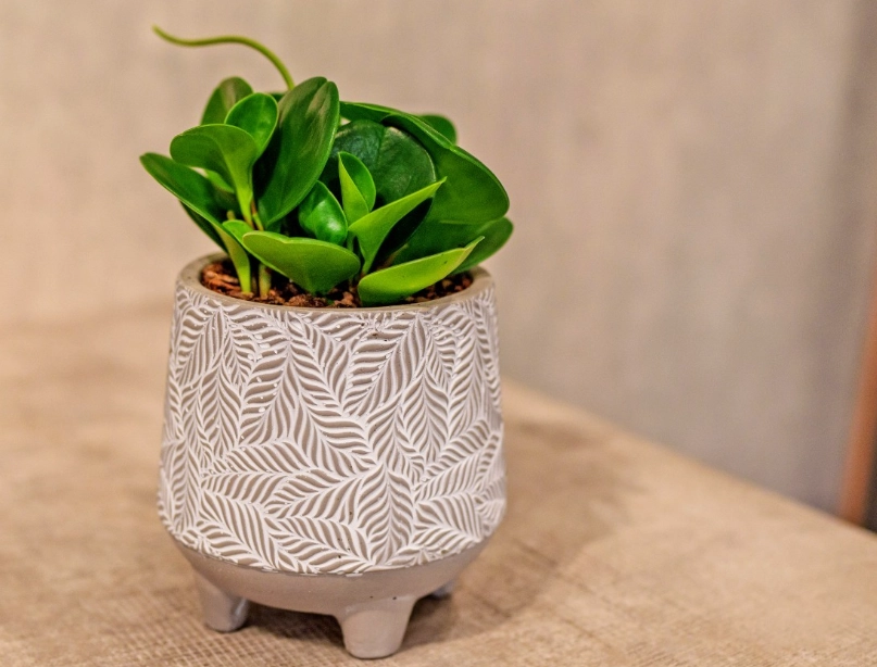 小盆栽養護技巧