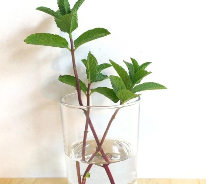 水耕植物问题解决 水耕植物问题解决