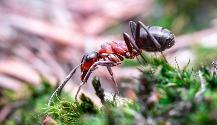 夢見螞蟻搬家運勢 夢見螞蟻搬家運勢
