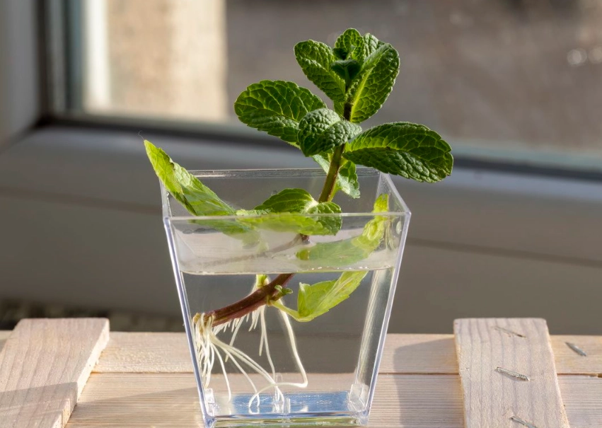 水耕薄荷长不大原因 水耕薄荷长不大原因