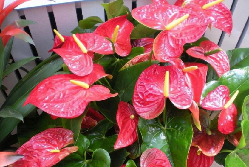 陰影處開花植物