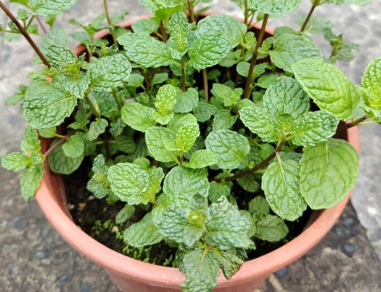 綠薄荷養護技巧