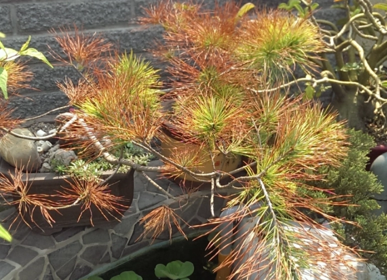 松樹枯枝處理 松樹枯枝處理