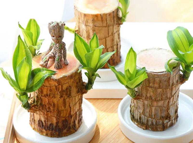 巴西木養護方法 巴西木養護方法