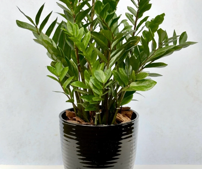 金錢樹土壤 金錢樹土壤