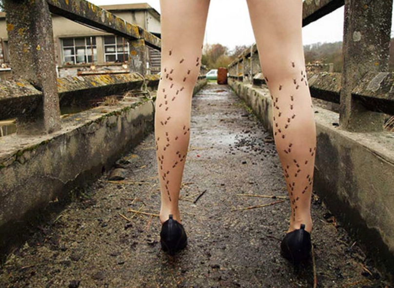 螞蟻夢境解析 螞蟻夢境解析