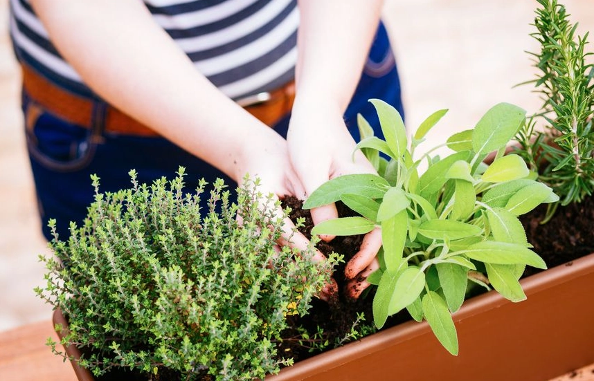 香草植物種植方法