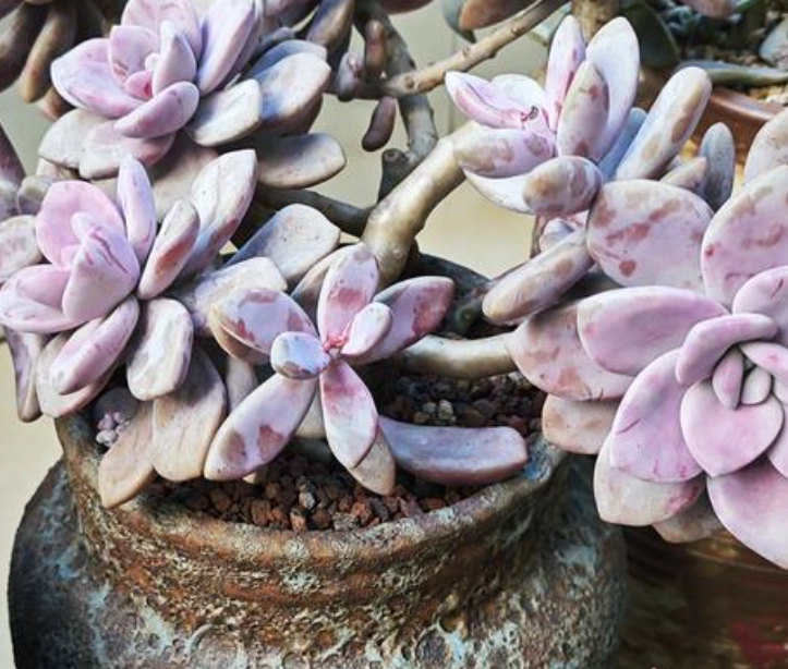 多肉植物夏季換盆 多肉植物夏季換盆