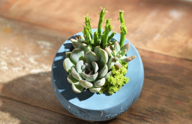 室內小盆栽推薦