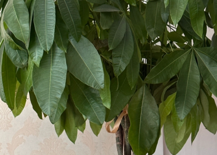 發財樹葉子下垂原因 發財樹葉子下垂原因