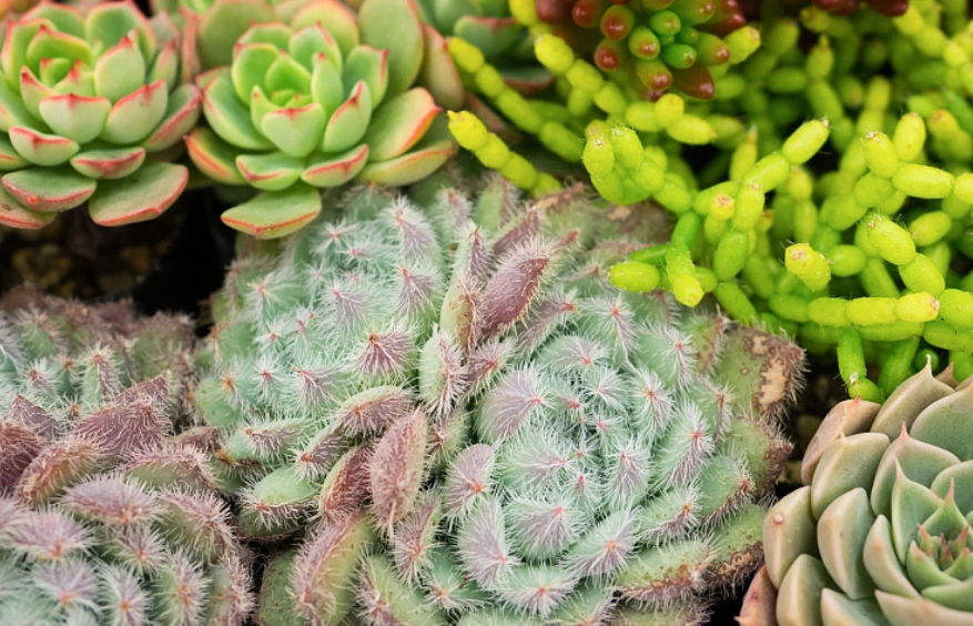 多肉植物澆水 多肉植物澆水