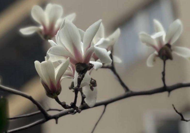 玉蘭花修剪方法