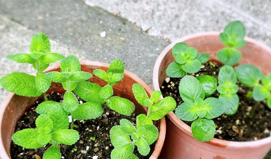 台灣綠薄荷種植