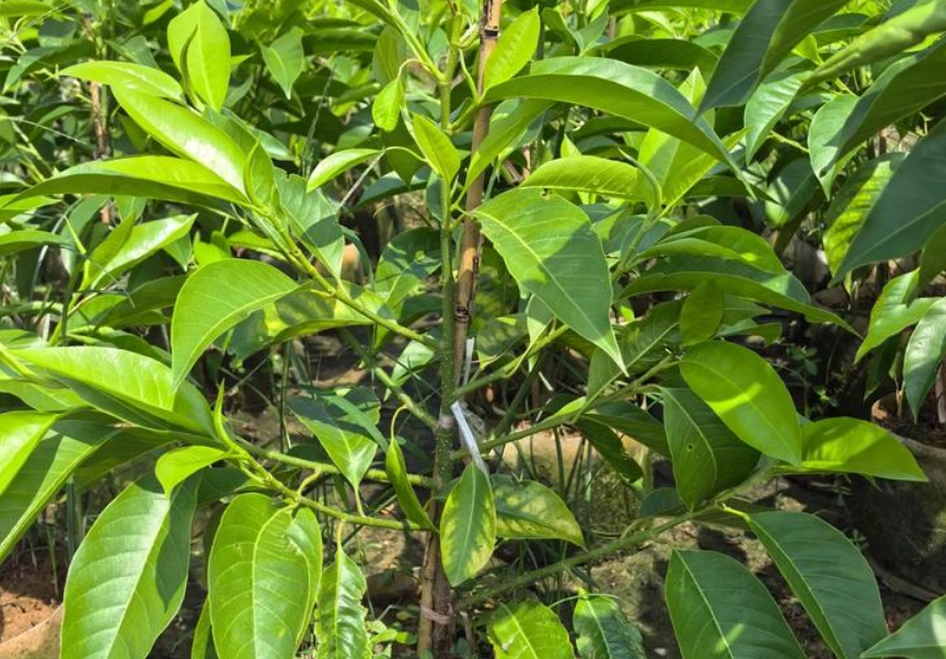 玉蘭花種植方法